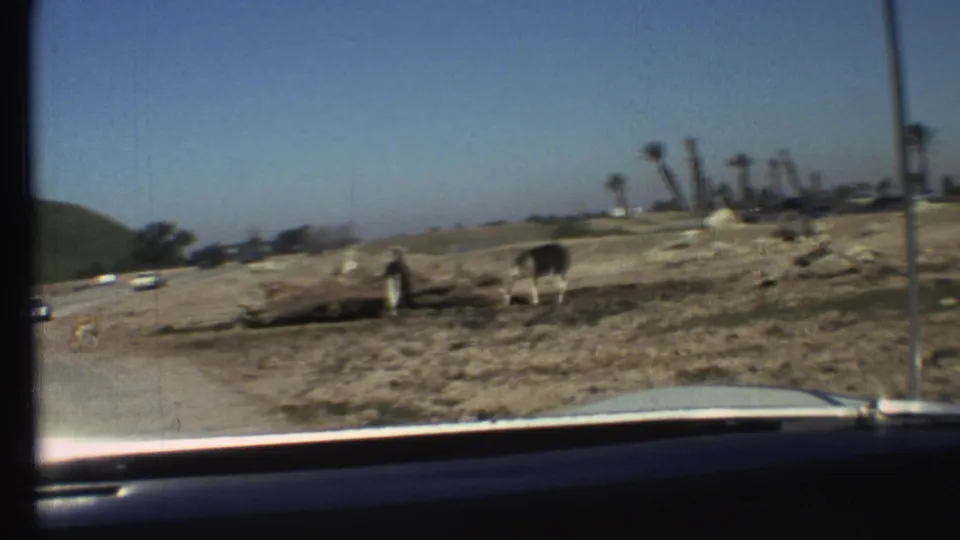 Car-window view at Grand Canyon, Arizona, with horses near dry grass and distant trees in 1972 home-movie footage.