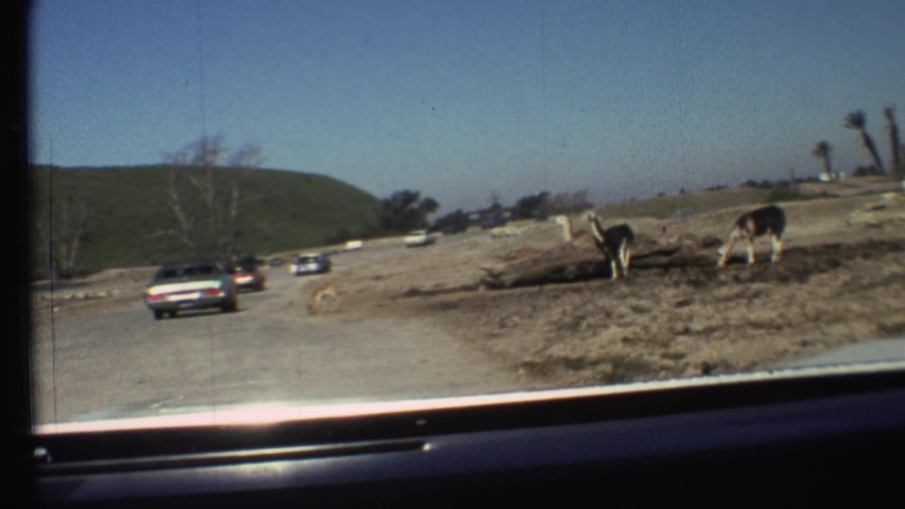 Cars on a dusty wildlife park road with grazing animals beside dry ground and hills.