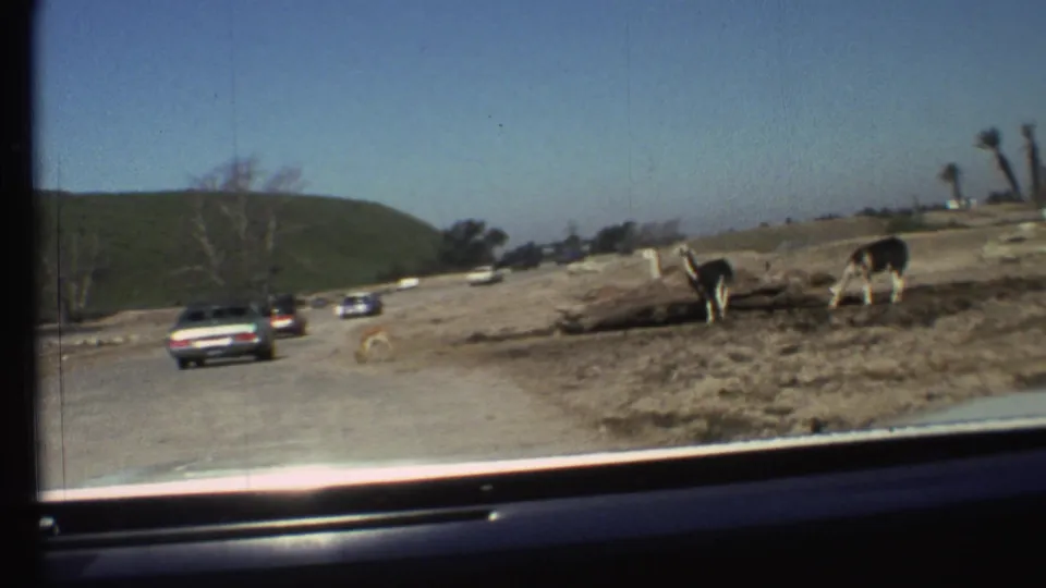 1972 8mm view from inside a car on a Grand Canyon, Arizona wildlife park road with classic cars and grazing animals nearby.
