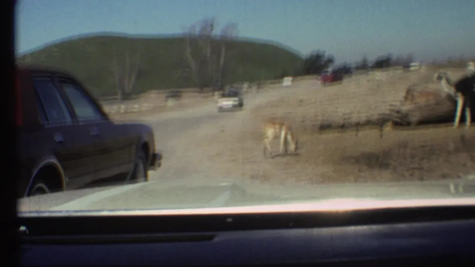 Inside-car 1972 view of a dusty Arizona wildlife park road, with cars ahead and animals standing close to the roadside.