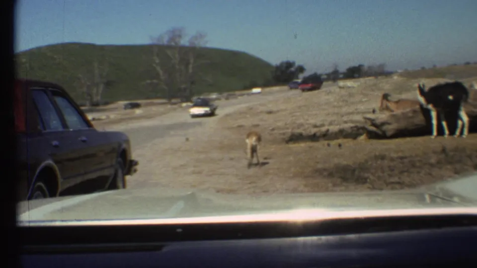 1972 Grand Canyon-area wildlife park road seen from a car, with a classic sedan, a small animal on the road, and a larger animal at right.