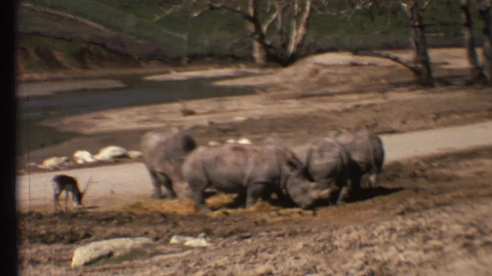 1972 8mm wildlife park frame showing rhinoceroses on dry ground near sparse trees, with a small dark animal in the foreground.