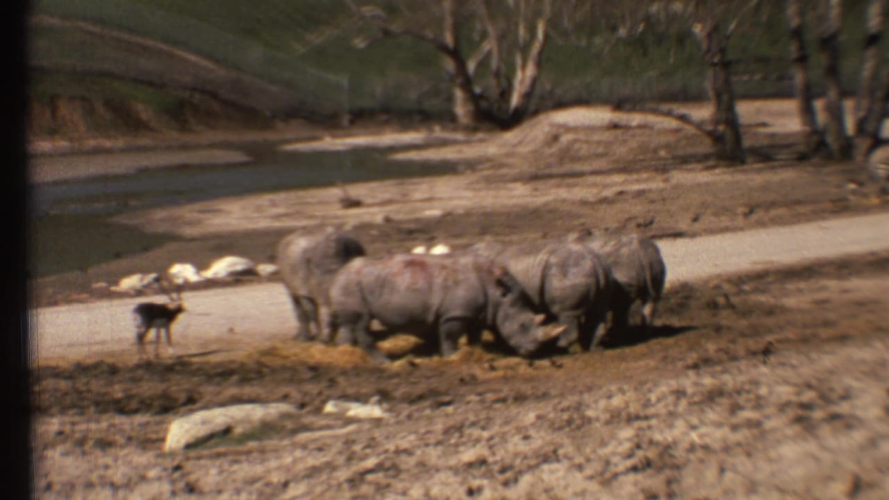 Rhinoceroses feed on hay near a dirt road with a small deer nearby.