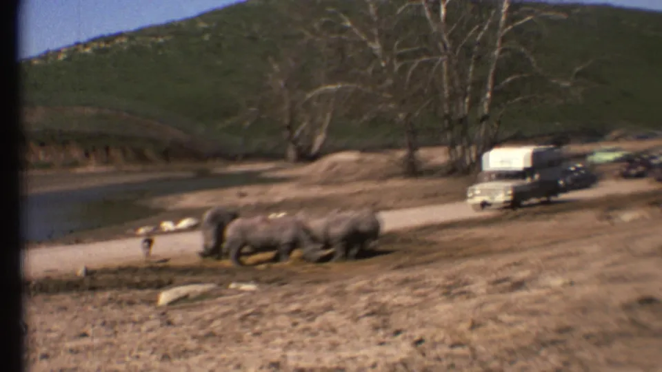 Rhinos feed near the road while a white camper van and dark sedans pass through the Arizona wildlife park setting.