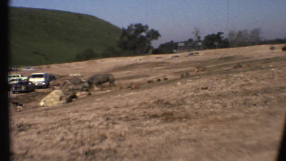 1972 Arizona home-movie frame showing cars near a dry field while large animals move across open grassland under a clear sky.