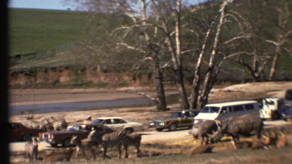 1972 Grand Canyon-area safari frame with zebras and rhinoceroses moving near classic cars, a white van, bare trees, and a roadside wash.
