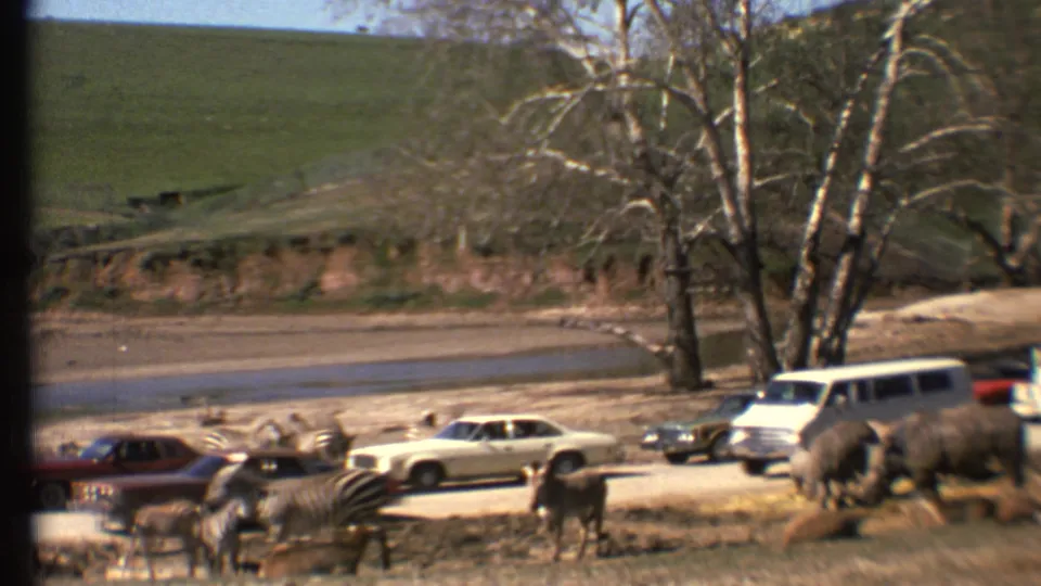 1972 8mm view of zebras and rhinos beside classic cars and a white van, with bare trees and green hills behind the road.