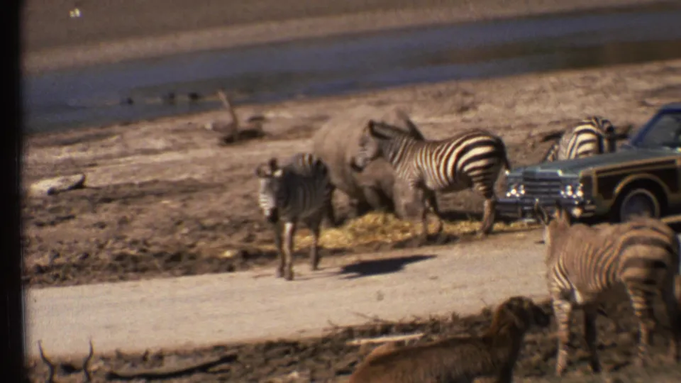 1972 safari-park frame with zebras and a rhinoceros close to a classic car near a dry wash and dirt road.