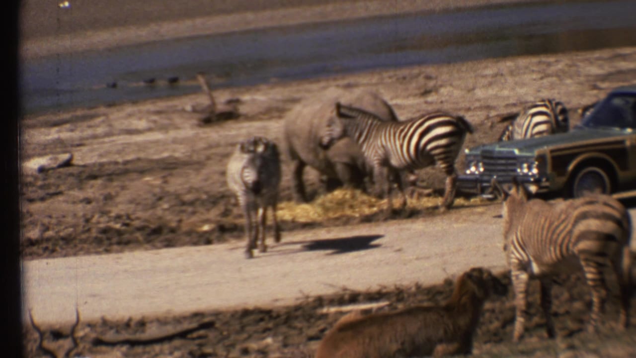 Zebras and rhinoceroses stand near a station wagon on a dirt road.