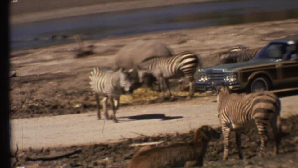 Rhino and zebras appear close to a 1970s station wagon in this 8mm Grand Canyon, Arizona wildlife-attraction scene.