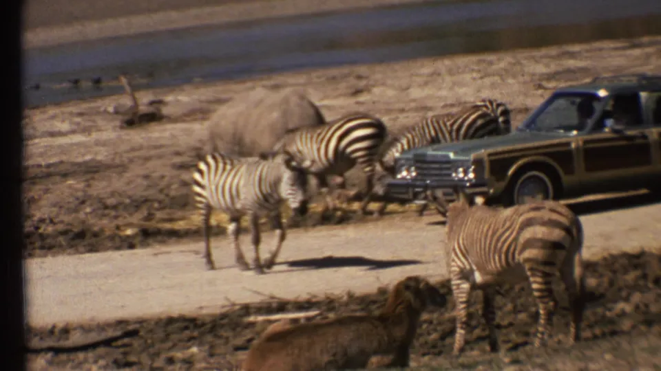 1972 home-movie still with zebras, a rhinoceros, and a station wagon grouped along a dirt road in Grand Canyon, Arizona.