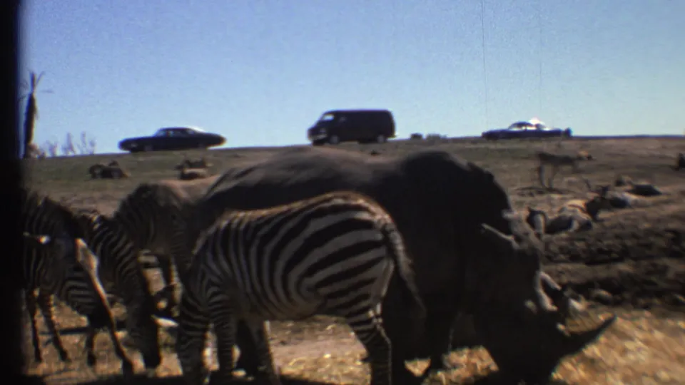 Close 8mm frame of zebras and a rhinoceros below a ridge with cars passing, supported as 1972 Grand Canyon, Arizona footage.