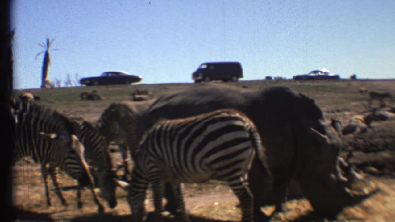 Zebras graze beside a large rhinoceros-like animal with cars and a van on a road behind them.