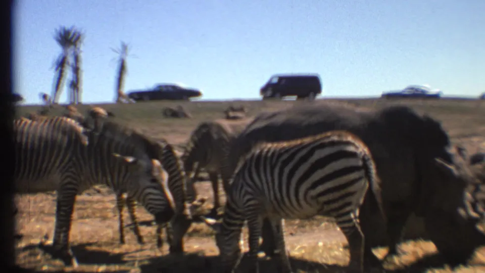 1972 Grand Canyon, Arizona wildlife-park scene with zebras grazing near a large animal and visitor vehicles visible beyond the enclosure.