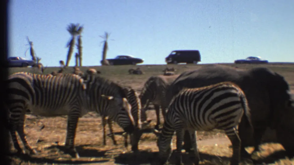 Visitor-shot 1972 8mm frame of zebras and a rhinoceros-like animal in a dry wildlife enclosure with cars in the distance.