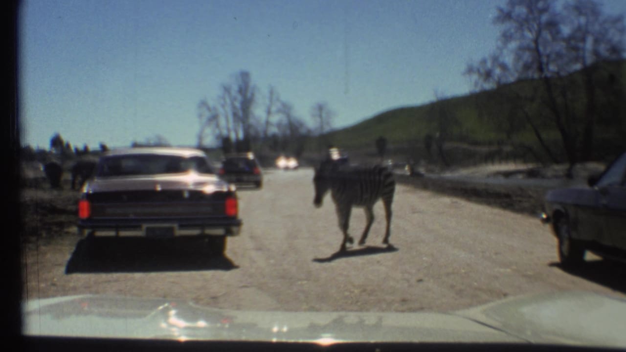 Zebra crossing a road between stopped cars seen through a vehicle windshield.