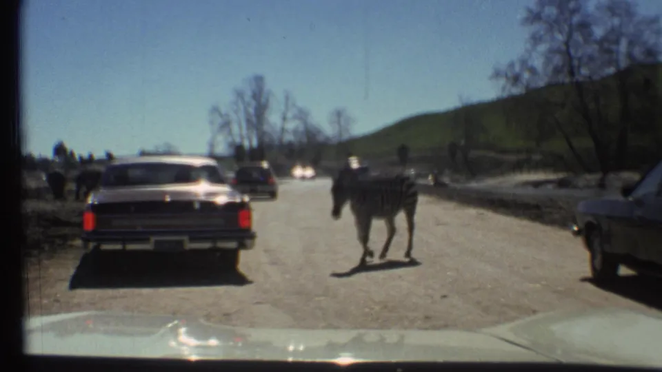 A zebra walks across a road in front of 1970s cars, filmed from inside a vehicle during the Arizona home-movie trip.