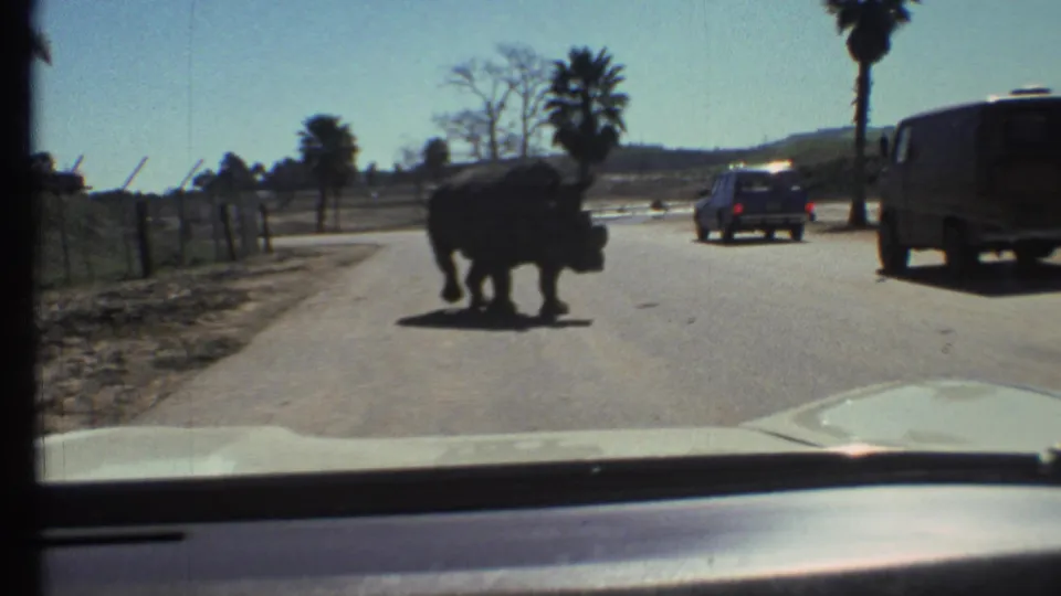 A rhinoceros pauses on the road near 1970s vehicles, with palms and fencing visible in the background.