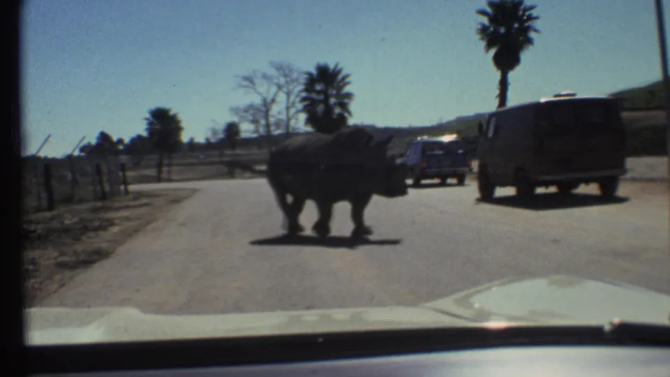 A rhinoceros crosses a sunlit road in front of stopped 1970s vehicles, filmed from a car interior.