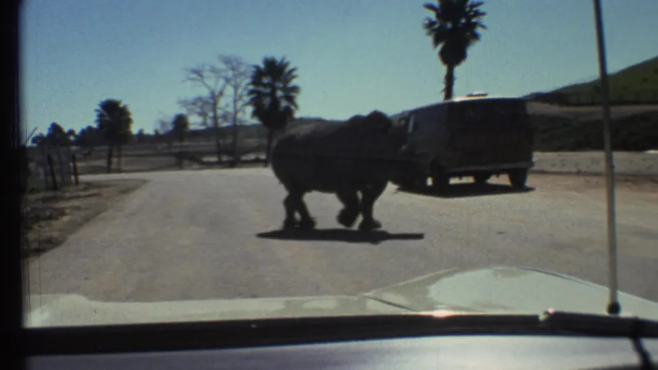 The rhinoceros continues across the road near a dark van, with the vehicle hood and windshield edge framing the view.