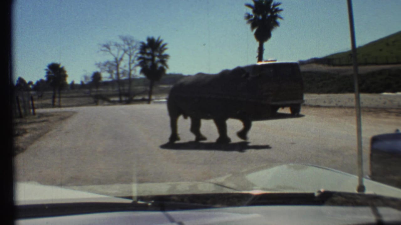 Rhinoceros crossing a paved road ahead of a vehicle, with a dark van and palm trees nearby.
