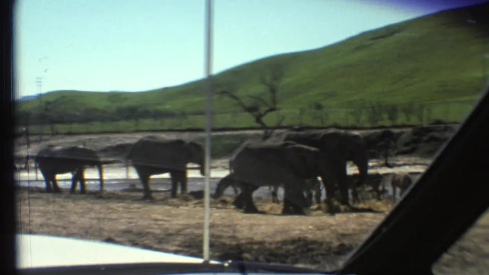 Elephants gather near water in a 1972 visitor-shot wildlife preserve scene viewed through the windshield of a car.