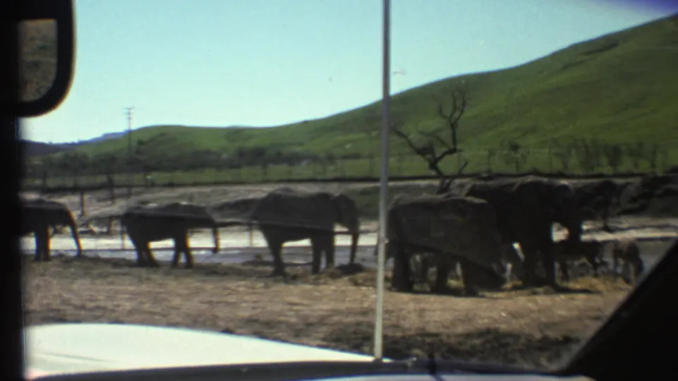 Several elephants stand along a muddy water edge in a 1972 8mm car-window view of a safari-style wildlife preserve.