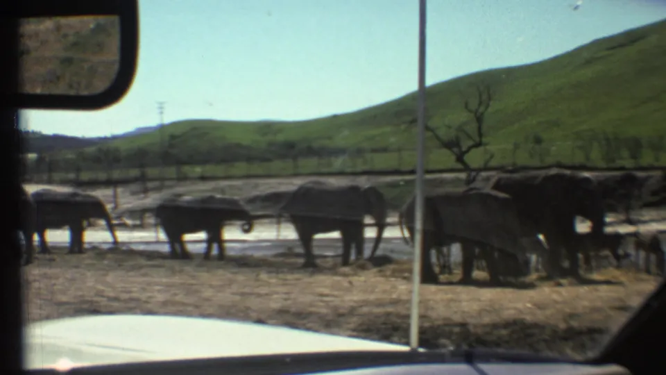 A 1972 8mm vehicle-window view shows elephants beside a watering area, with green hills and a bare tree in the background.
