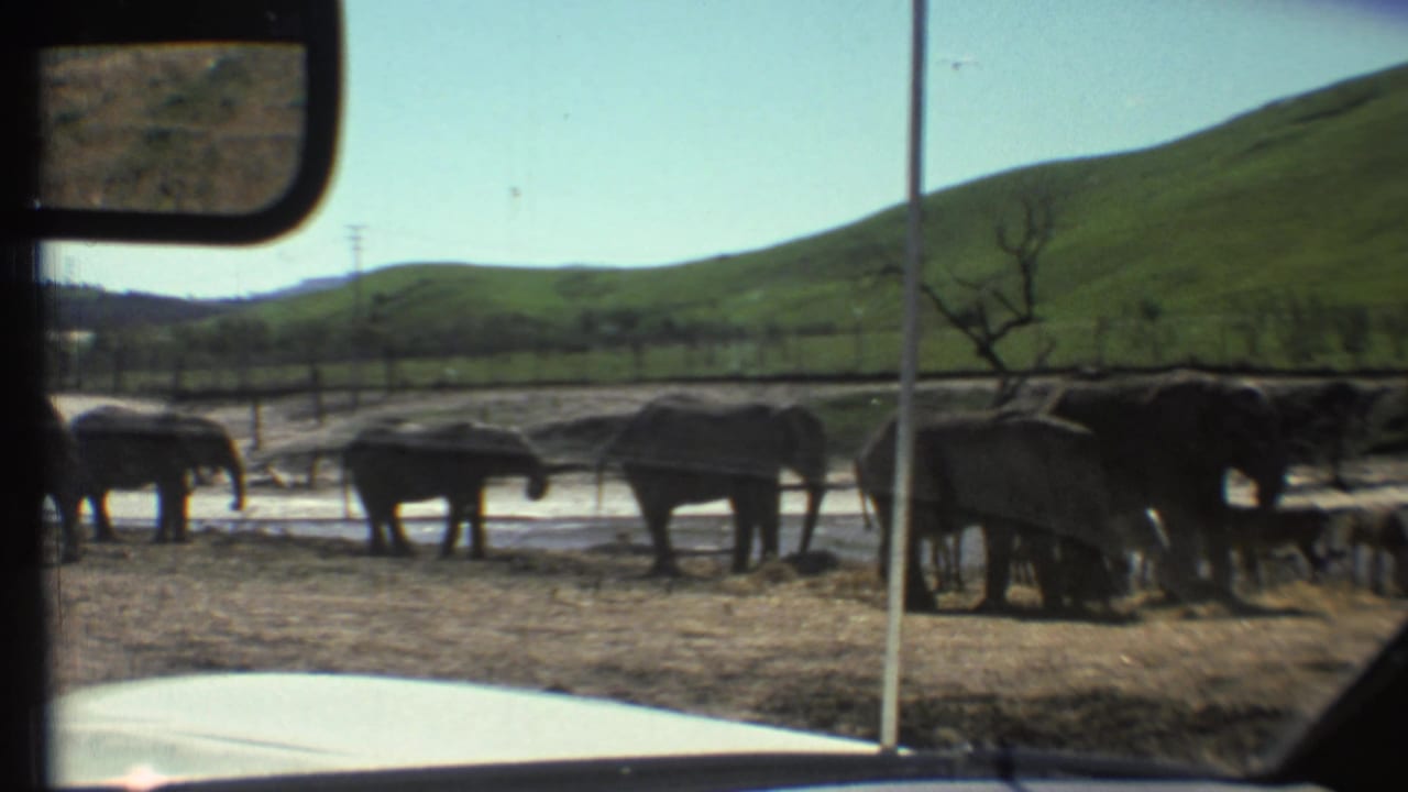 Bears in an enclosure seen past a car side mirror and windshield edge.