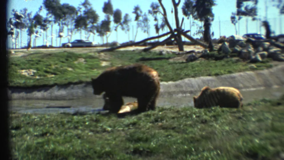 Two bears appear beside a shallow stream in a grassy zoo enclosure, with roadside cars and trees behind them.