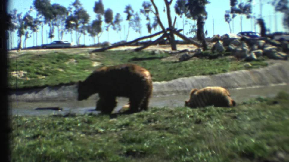 1972 home-movie frame showing one bear moving along a water channel and a second bear resting on grass in the enclosure.