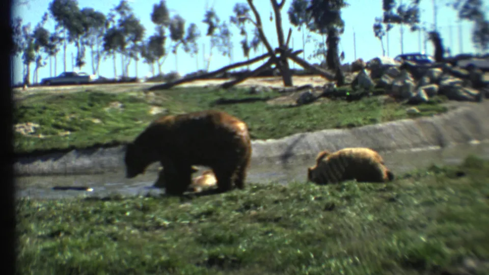 Two bears remain near a shallow stream in the outdoor enclosure, with trees, rocks, and parked or passing cars in the distance.
