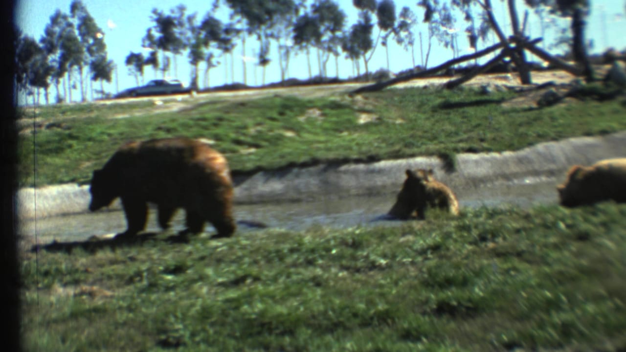 Adult bear walks near shallow water while smaller bears sit or rest nearby on grass.