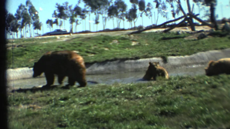 1972 8mm Grand Canyon-area footage shows an adult bear on a grassy bank beside a concrete-lined water channel, with smaller bears nearby.