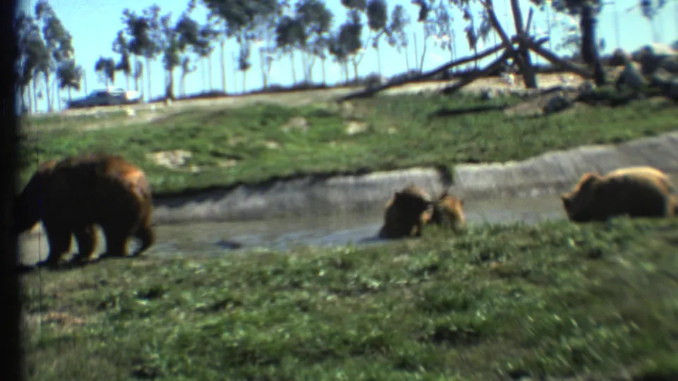 A bear group appears in a sunlit enclosure, with one adult near the bank and a smaller bear partly in the water.