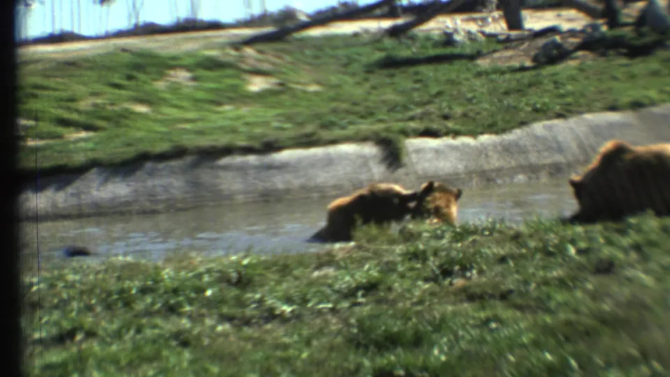 Two smaller bears appear to play or wrestle in a shallow concrete-lined channel, with another bear resting nearby on the grassy edge.
