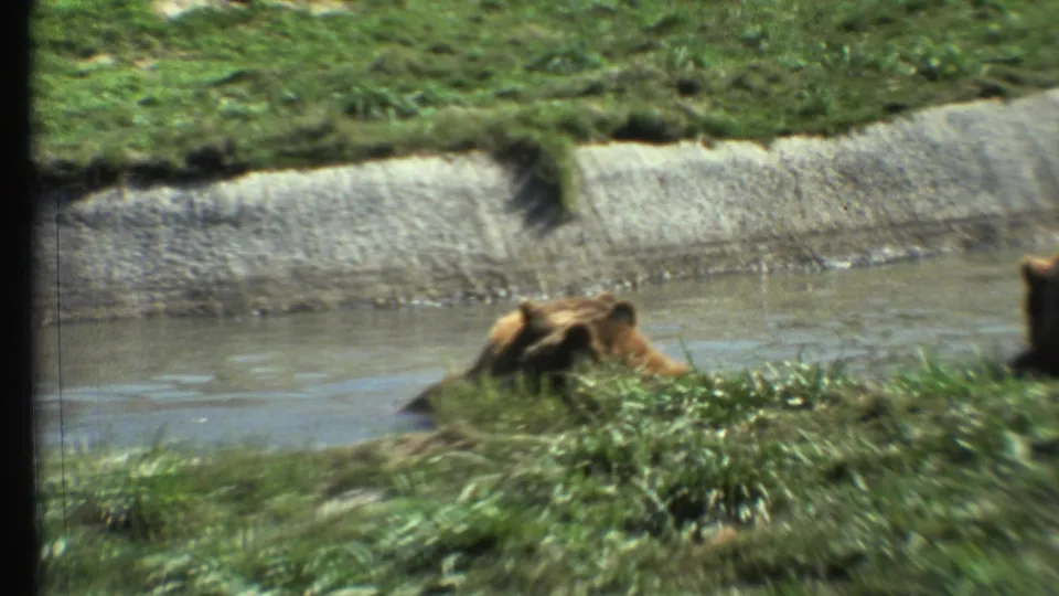 The final frame shows smaller bears low in the shallow water near the grassy bank, with the concrete channel and sunlit enclosure still visible.