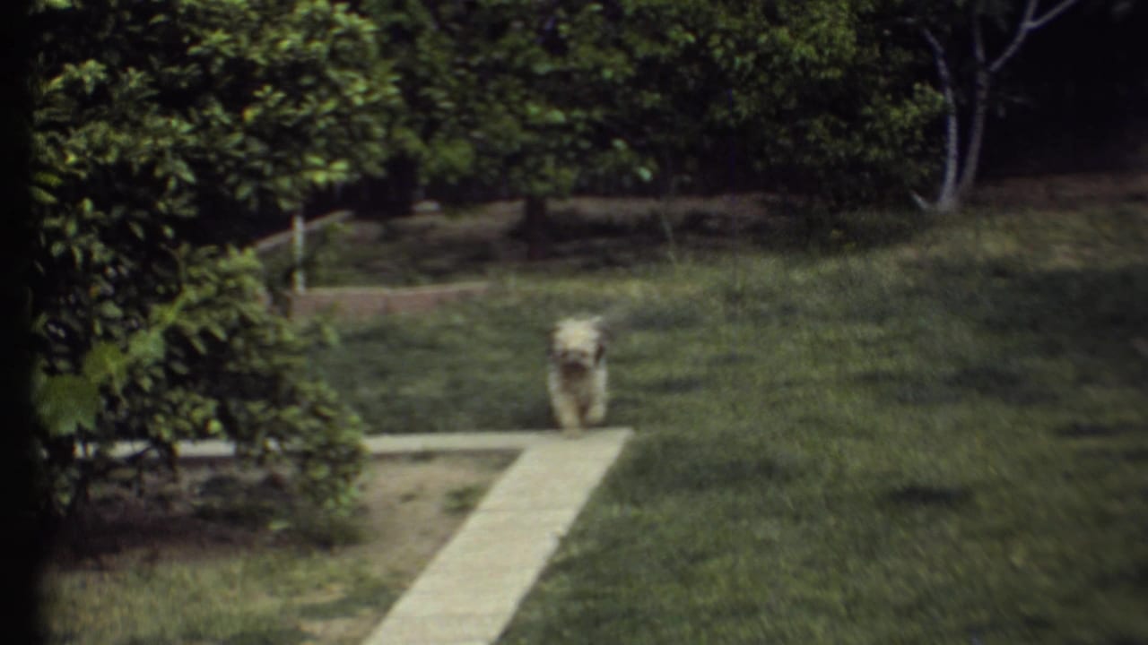 Small light-colored dog walking along a concrete path through a green yard.
