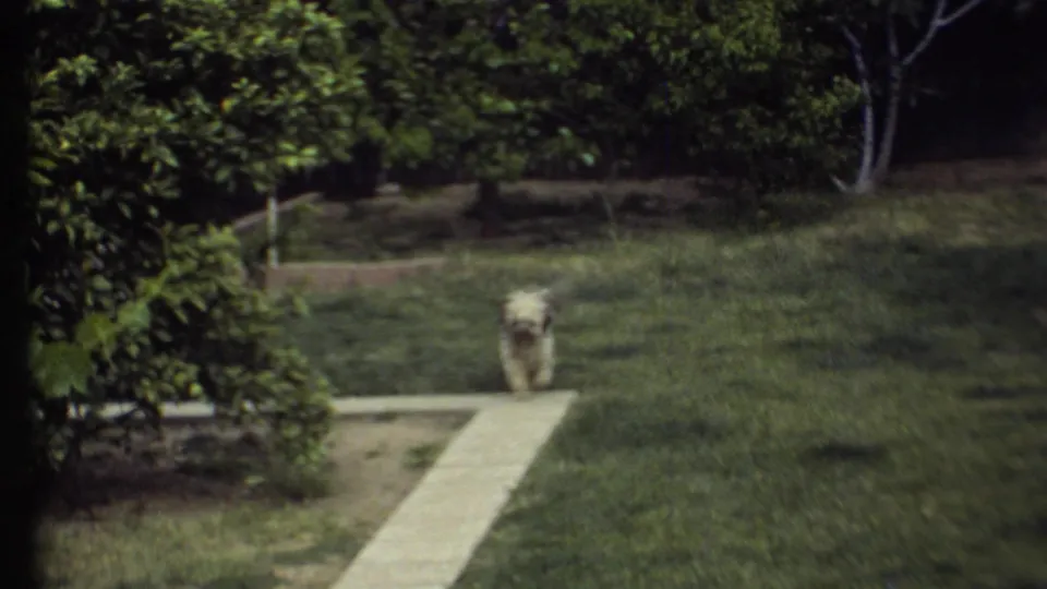 A small fluffy dog appears on a concrete path in a green outdoor yard during the 1972 home-movie clip.
