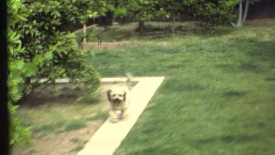 The small dog runs toward the camera along a narrow concrete path bordered by lawn and trees.