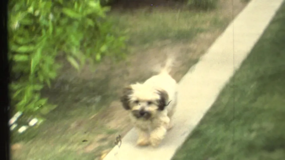 A close handheld frame shows the small light-furred dog with darker ears running along the concrete path.