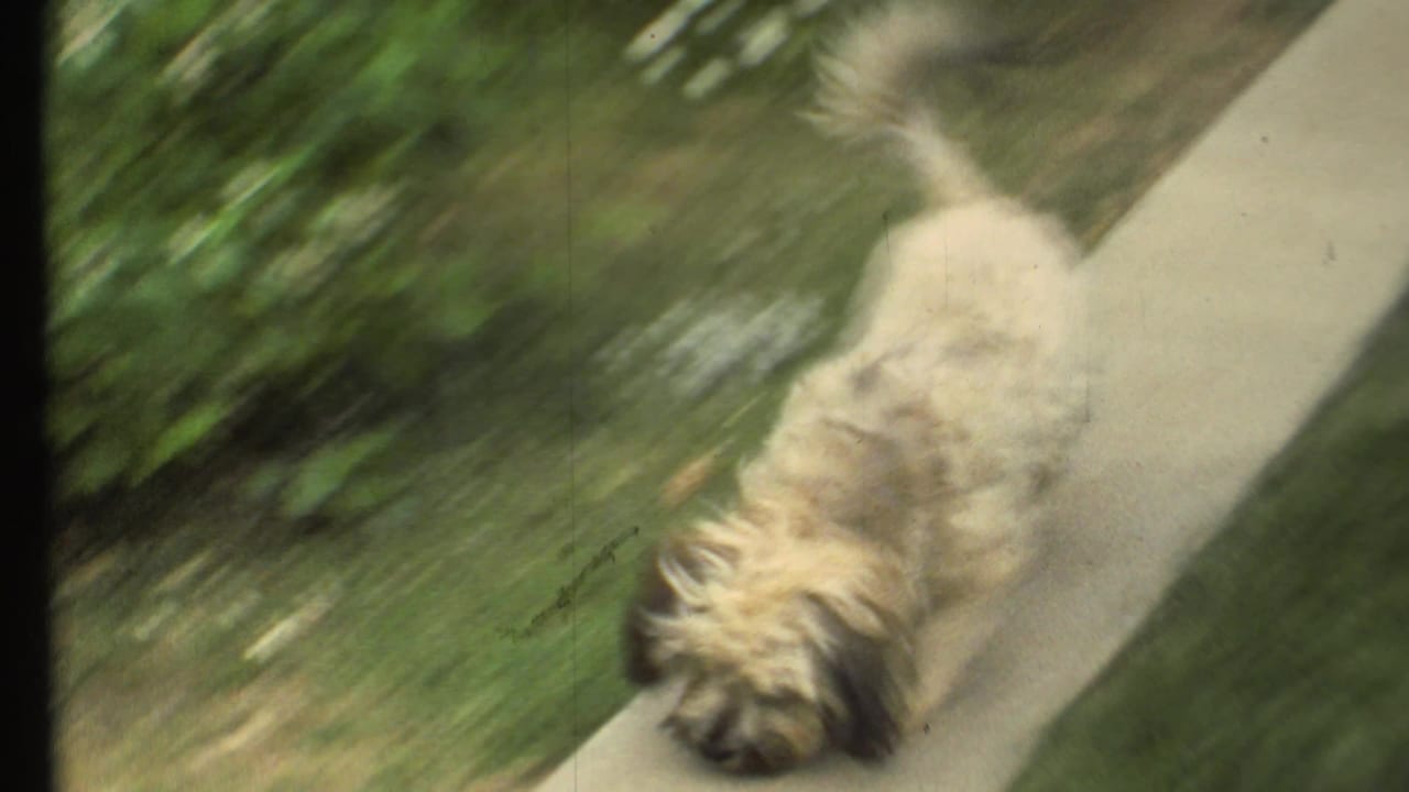 Fluffy tan dog moving along a concrete sidewalk beside green shrubs and grass.