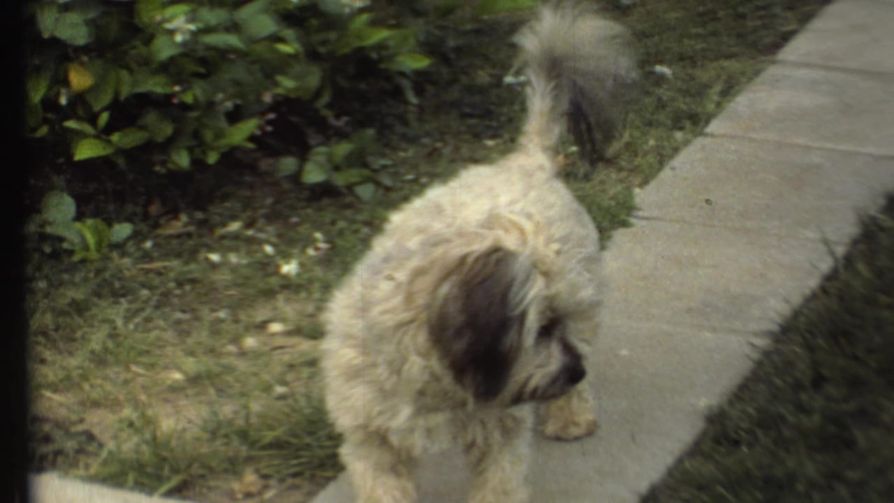 Tan dog standing near a sidewalk and looking toward the grass and shrubs.