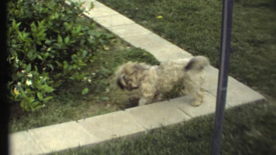 The fluffy tan dog sniffs near the edge of a concrete sidewalk, framed by grass, shrubs, and a vertical post.