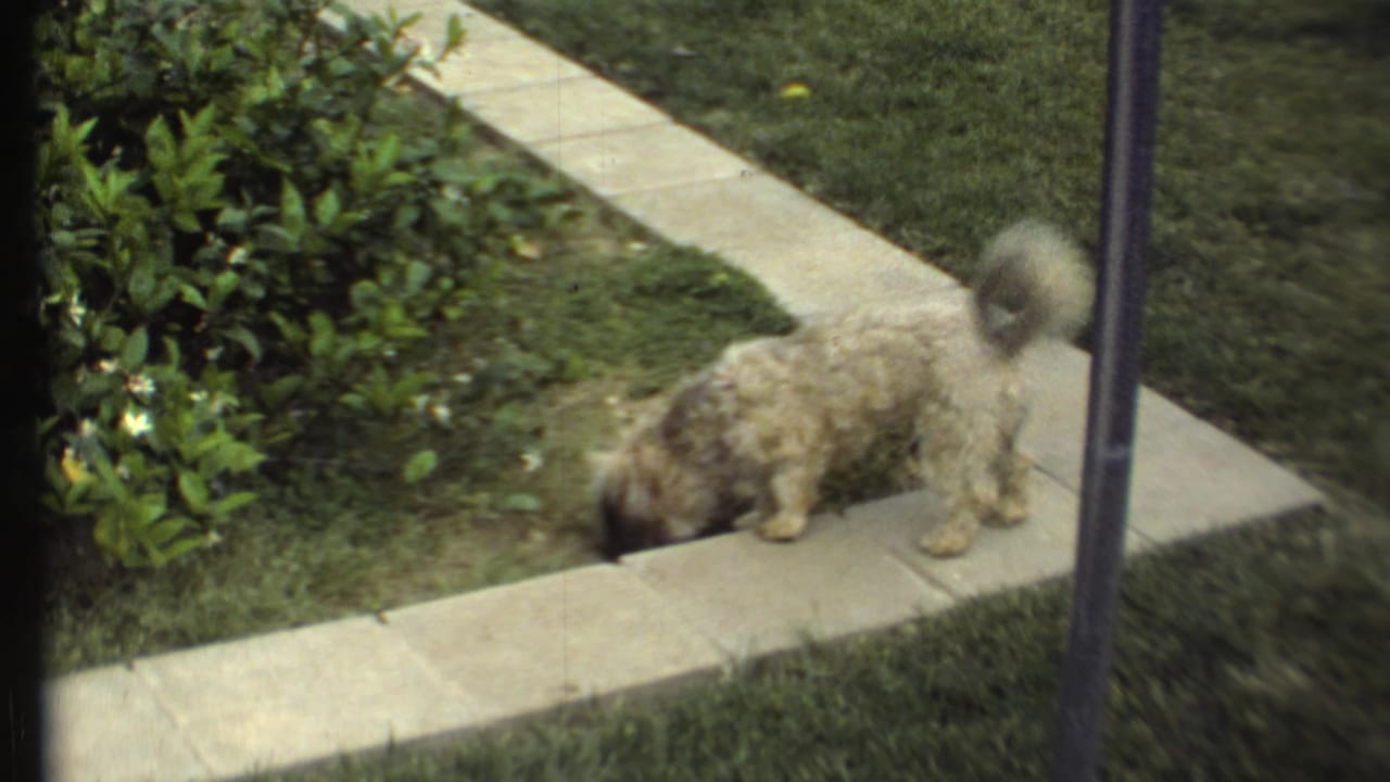 Small white dog sniffing soil beside concrete pavers and shrubs.