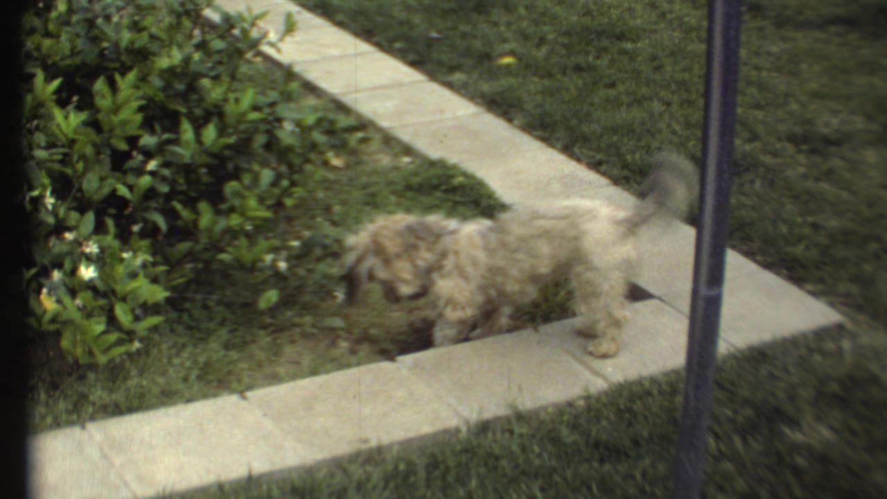The small white dog leans into the garden bed near concrete pavers, tail raised, in archival 1972 8mm footage.