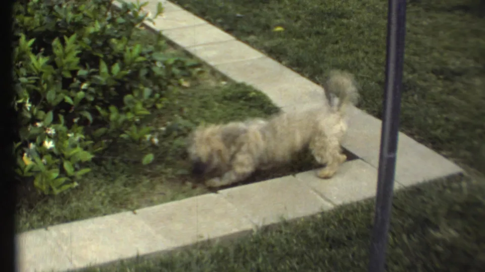 A small white dog drops low and pounces at the edge of a shrub-lined garden bed in 1972 Grand Canyon, Arizona home-movie footage.