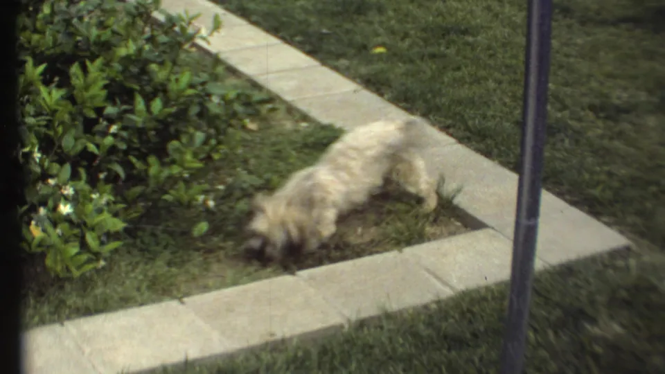 The small white dog moves quickly beside concrete pavers and shrubs, with motion blur from the 8mm home-movie camera.