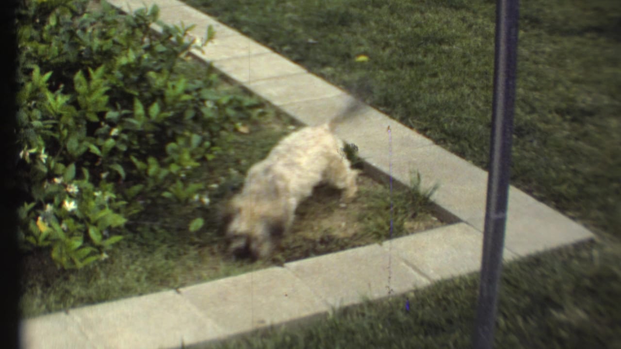 Small light-colored dog sniffing soil beside shrubs and concrete garden edging.