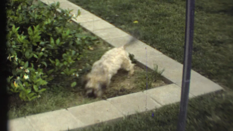 1972 8mm frame of a small light-colored dog exploring a planted backyard border in Grand Canyon, Arizona metadata context.
